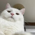 Avatar de Iván Domínguez